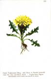 .triglav-Pippau-Crepis-terglouensis-Hartinger.jpg