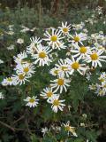 Chrysanthemum_japonense1-PS.jpg