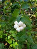 .Symphoricarpos_albus_fruits.jpg