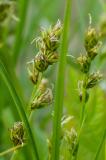 05-P2270331-Sparrige-Segge.jpg
