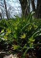 P1220143GewoehnlicherWaldGoldstern.jpg