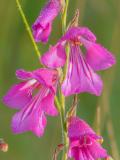 .P1210432-Sumpf-Gladiole.jpg