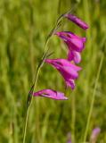 .P1370165-Sumpf-Gladiole.jpg