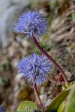 .Nacktstengelige_Kugelblume_Globularia_nudicaulis_Lechquellengebirge___1_-Nacktstaen-Kugelblume.jpg