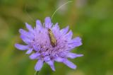 .P2140797-Scabiose.jpg