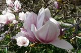 P1290413Magnolienbluete.jpg