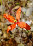 .RIMG3853-Gelbmilchender-Saat-Mohn.jpg