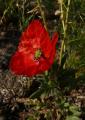 P1340281KlatschMohn.jpg