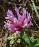 P1070986-Rasiger-Klee-1.jpg