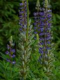 .P1480063-Vielblaettrige-Lupine-1.jpg