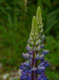 .P1480070-Vielblaettrige-Lupine.jpg