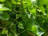 P1510413Weinrebe.jpg