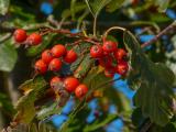 P1550773-Schwedische-Mehlbeere.jpg