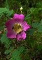 .P1560786AlpenHeckenrose2.jpg