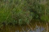 P2330943-Moor-Gagelstrauch.jpg
