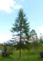 P1560625EuropaeischeLaerche2.jpg