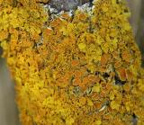 .xanthoria.parietina.2008.04.25.kissing..jpg