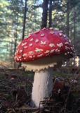 .Fliegenpilz__Amanita_muscaria_.jpg.jpg