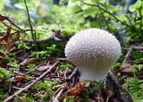 .Flaschenstaeubling__Lycoperdon_perlatum_-unbenannt.jpg