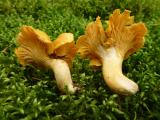 Pfifferling__Cantharellus_cibarius_-unbenannt.jpg