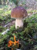 Steinpilz_2__Boletus_edulis_-unbenannt.jpg