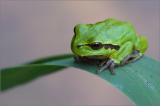 .705_8376-Laubfrosch.jpg