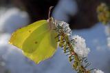 .Gonepteryx-rhamni.-m.-Haunstetter-Wald-Nov-PS.jpg