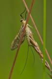 104323692Ecdyonurus_aurantiacusNSGKiss20240628-PS.jpg