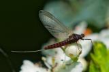 .150975024Leptophlebia_vespertina-PS.jpg