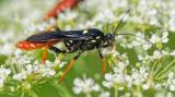 OK124216335Amblyjoppa_fuscipennis2225-06-24NSGKissH-PS.jpg