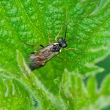 147867613.Aglaostigma_aucupariae2026-04-16Merching-PS.jpg