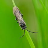 114148451BlattwespenartDolerus_sp2025-04-16PE-PS.jpg