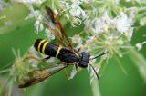 .Gelbschwarze-Blattwespe--Tenthredo-vespa-Lechauen-PS.jpg