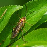 119065005Tenthredopsis-spec20250524AIC-PS.jpg