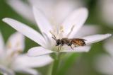 _DSF5583Rote_Ehrenpreissandbiene_Andrena_labiata_M_11.05-PS.jpg