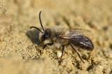 .Andrena-barbilabris-m-Stadtbrache-Augsburg---_2_-PS.jpg