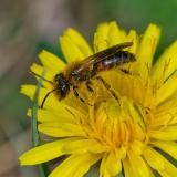 147865743Zaunrueben-SandbieneAndrena_floreaWNSGKissH-PS.jpg
