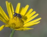 _DSF6597Punktierte-Duesterbiene_Stelis_punctulatissima_22_06_2025_Wertach_Inningen_Robert_Thierbach.jpg