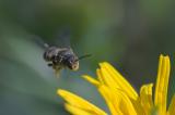 _DSF6534Punktierte-Duesterbiene_Stelis_punctulatissima_22_06_2025_Wertach_Inningen_Robert_Thierbach-PS.jpg