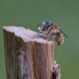 _DSC8322Dreizahn_Staengelbiene_Osmia_tridentata_W_21_06_2025_Augsburg_Baerenkeller_Robert_Thierbach-PS-2.jpg