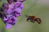 _DC47492Goldene_Schneckenhaus_Mauerbiene,_Osmia_aurulenta,_Weibchen,_14_05_.2023,_Augsburg,_Naehe_Westfriedhof,_fotografiert_von_Robert_Thierbach.jpg