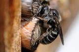 .Natterkopf-Mauerbiene-Osmia-adunca-Hausgarten-Augsburg-PS.jpg