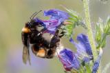 .702_6332-Dunkle-Erdhummel.jpg