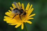 .Wald-Kuckuckshummel-Bombus-sylvestris-Lechauen-PS.jpg