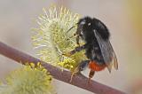 Steinhummel-_Bombus-lapidarius_-Flugplatzheide-Augsburg-PS.jpg