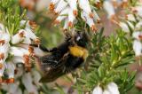 .501_8623-Wiesenhummel.jpg