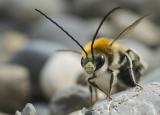 ._DC40446Mai-Langhornbiene,-Eucera-nigrescens,-Maennchen,-07_05_2023,-Augsburg,-Naehe-Westfriedhof,-fotografiert-von-Robert-Thierbach-PS.jpg