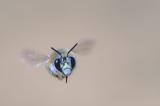 _DSC0310Gebaenderte_Pelzbiene_Anthophora-aestivalis_M_13_05_2024_Neusaess_Robert_Thierbach-PS.jpg