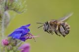 ._DC44959-Vierfleck-Pelzbiene,-Anthophora-quadrimaculata,-Weibchen,-16_06_.2023,-Augsburg,-Reese-Park,-fotografiert-von-Robert-Thierbach-PS.jpg