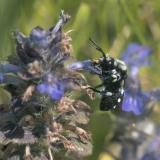 _DSC2480Belegbild_Pracht_Trauerbiene_Melecta_luctuosa_12_05_2024_Westliche_Waelder_Robert_Thierbach-PS.jpg
